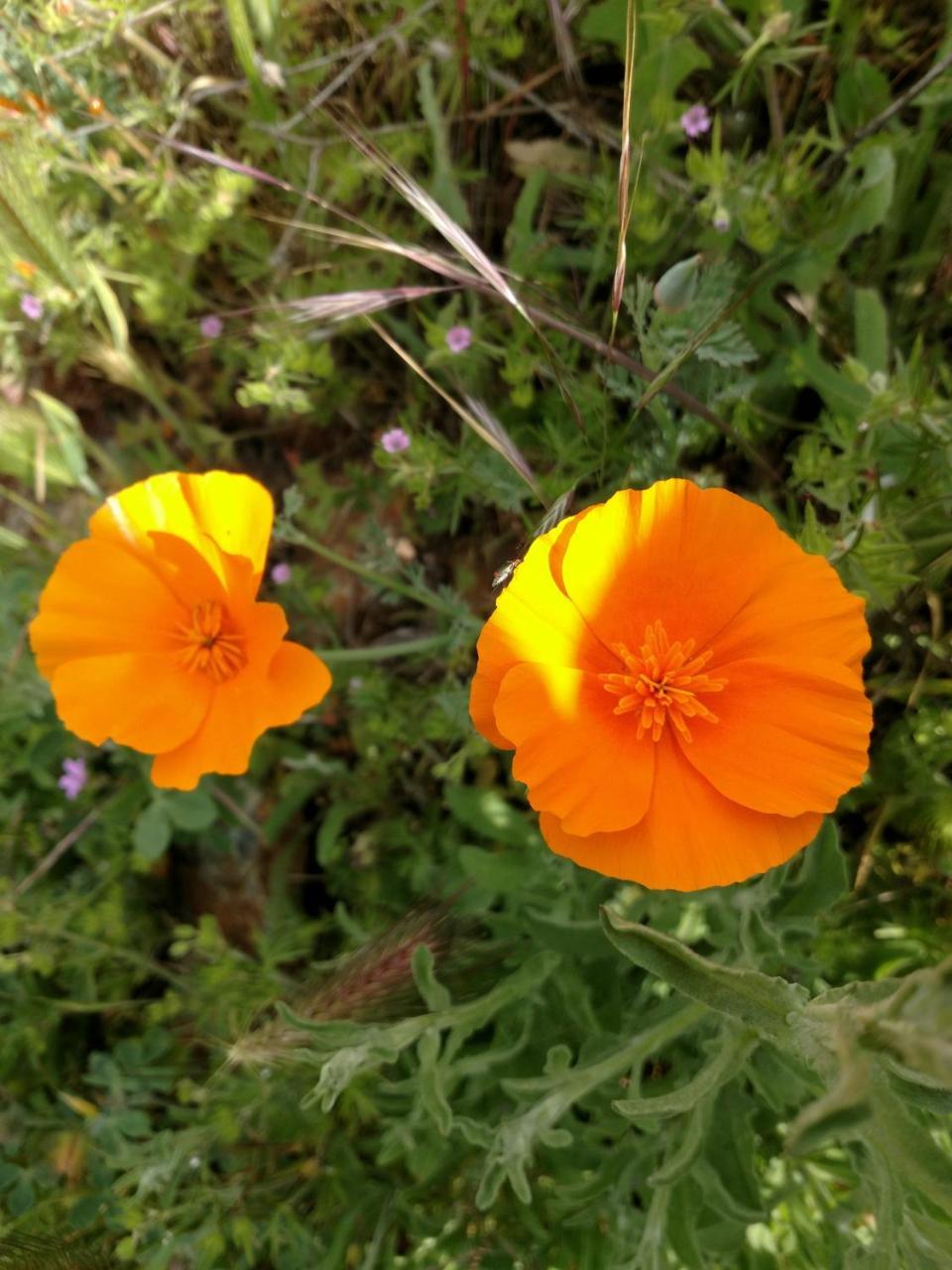 Engvadonia Yosemite B And B Mariposa Bagian luar foto